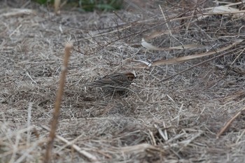 Little Bunting Unknown Spots Unknown Date