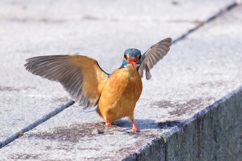 Common Kingfisher Unknown Spots Sun, 12/18/2016