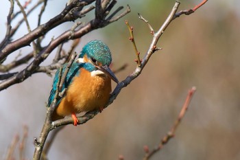 Common Kingfisher Unknown Spots Sun, 12/18/2016