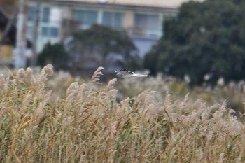 ハイイロチュウヒ 静岡県 2020年12月13日(日)