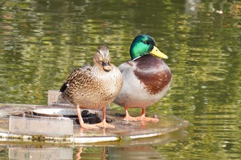 マガモ 明石公園 2021年1月27日(水)