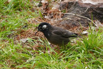 White-cheeked Starling Ukima Park Sun, 1/17/2021