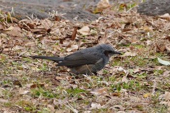 Brown-eared Bulbul Ukima Park Sun, 1/17/2021