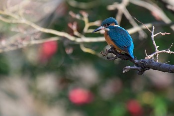 カワセミ 場所が不明 2016年12月18日(日)