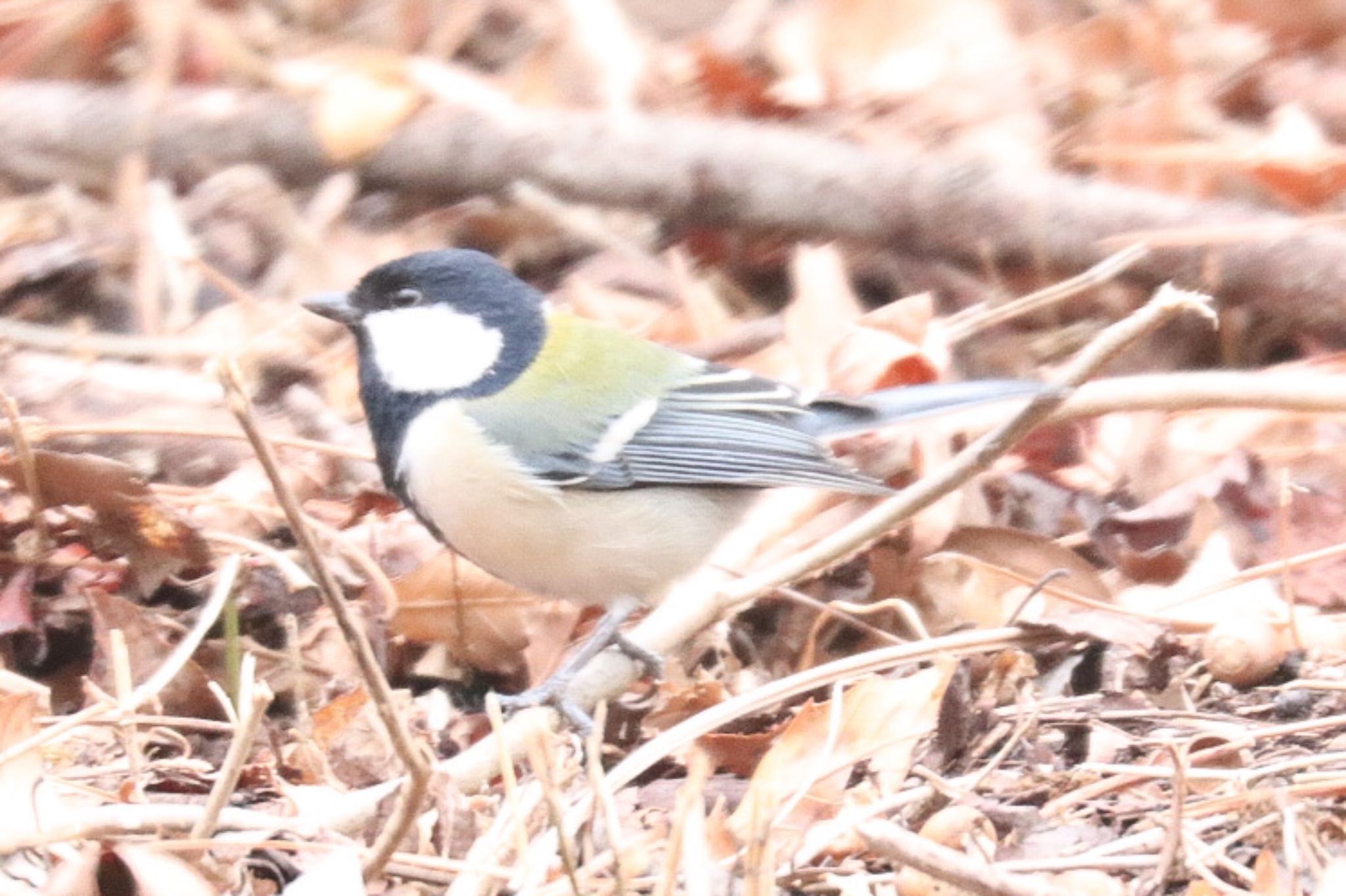 シジュウカラ