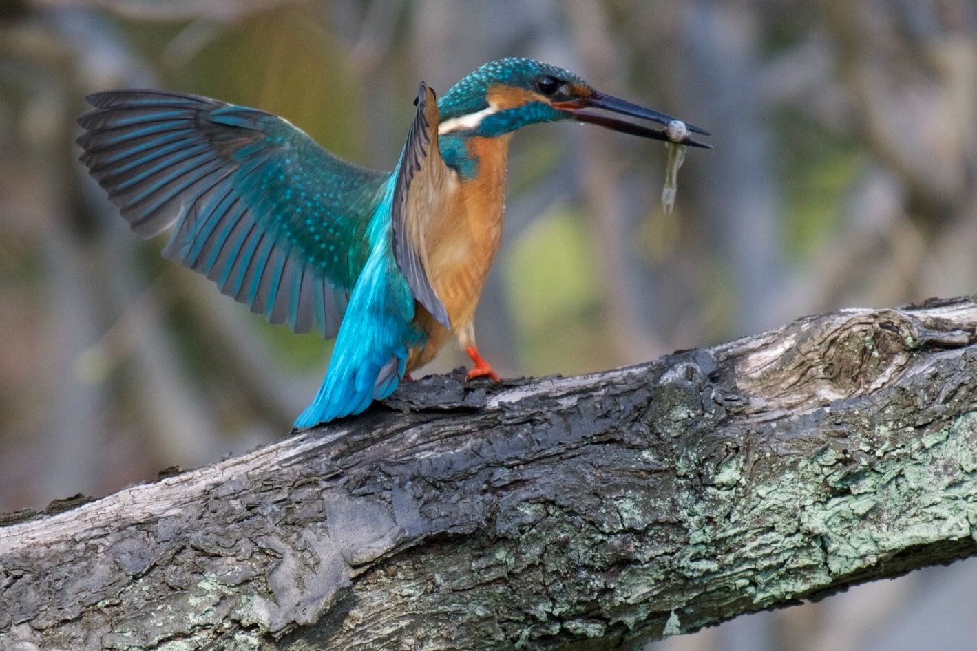 Photo of Common Kingfisher at  by 下川聖史