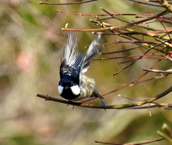 Coal Tit 見沼 Fri, 1/22/2021