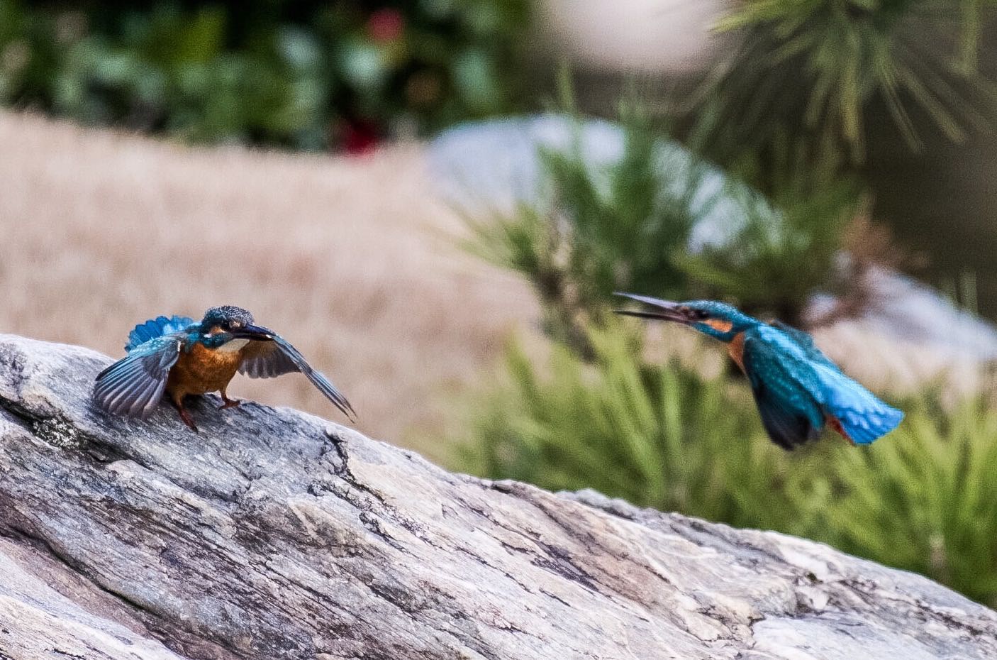 Photo of Common Kingfisher at  by 下川聖史