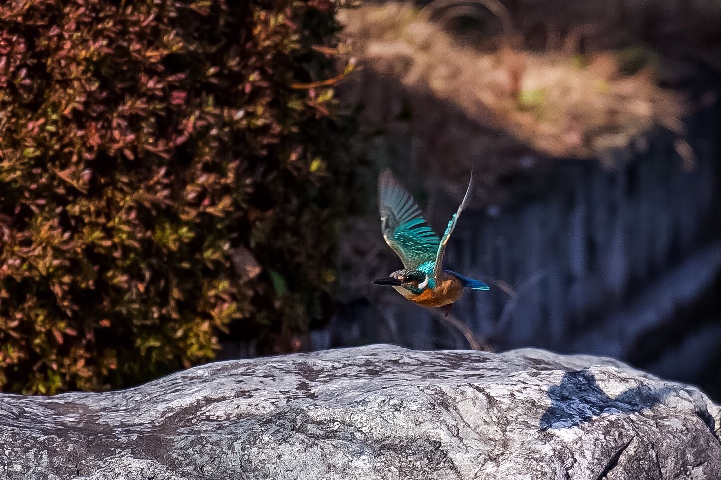 Photo of Common Kingfisher at  by 下川聖史