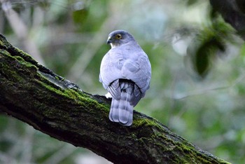 2021年1月26日(火) 加木屋緑地の野鳥観察記録