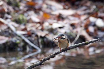 Wed, 1/27/2021 Birding report at 京都市宝ヶ池公園