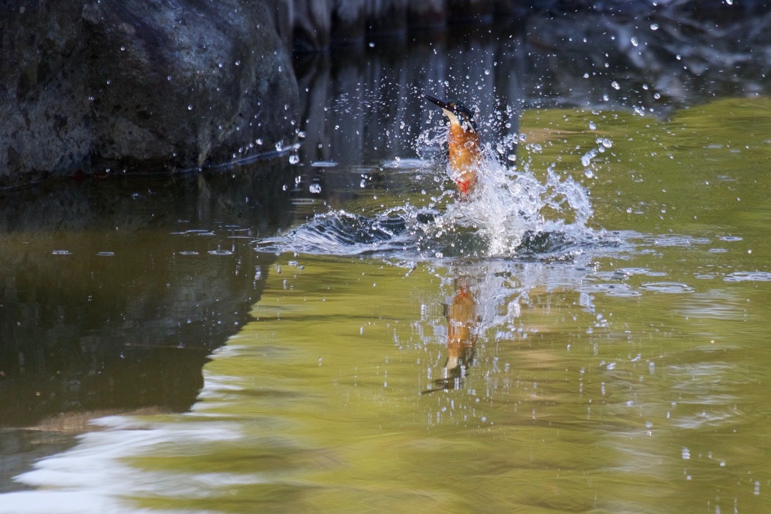 Photo of Common Kingfisher at  by 下川聖史