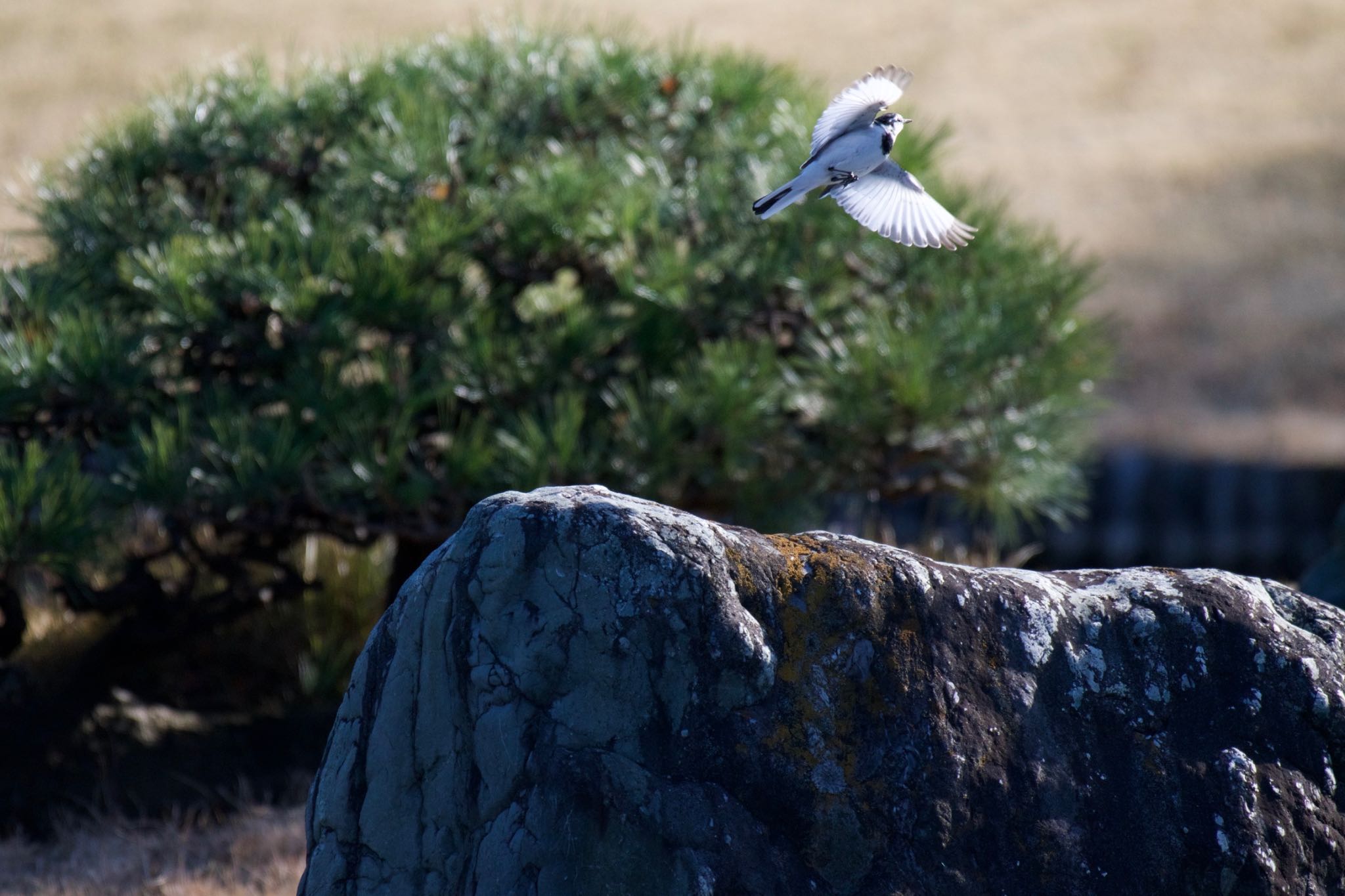 Photo of White Wagtail at  by 下川聖史