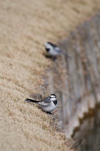 White Wagtail Unknown Spots Sun, 12/11/2016