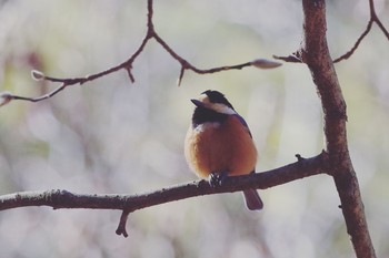 Varied Tit 赤城自然園 Sat, 1/9/2021