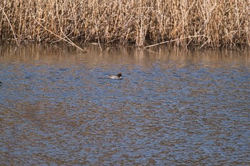 Wed, 1/27/2021 Birding report at Kitamoto Nature Observation Park