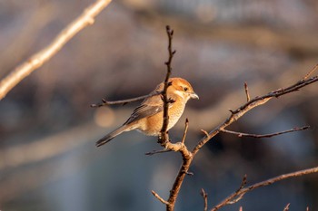 モズ 三ツ池公園(横浜市鶴見区) 2021年1月25日(月)