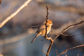 モズ 三ツ池公園(横浜市鶴見区) 2021年1月25日(月)