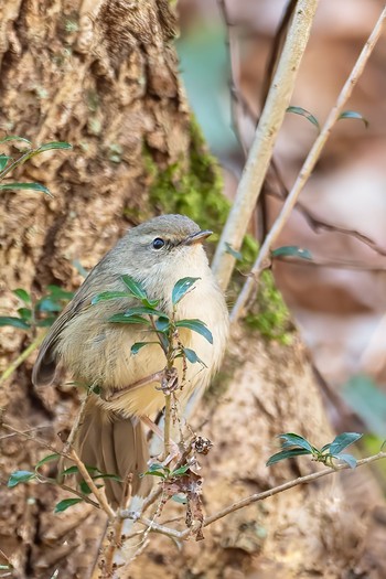 Japanese Bush Warbler Komiya Park Sun, 2/9/2020