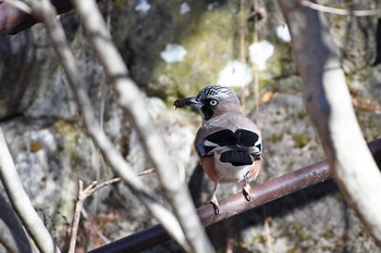 Eurasian Jay 蓼科 Sun, 12/18/2016