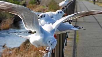 Fri, 1/17/2020 Birding report at 恩田川