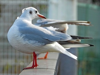 Black-headed Gull 恩田川 Fri, 1/17/2020