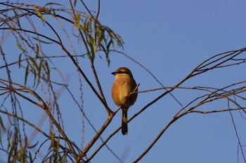 Bull-headed Shrike Mizumoto Park Sun, 12/18/2016