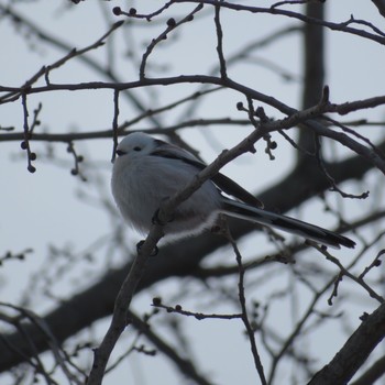 2021年1月28日(木) 真駒内公園の野鳥観察記録