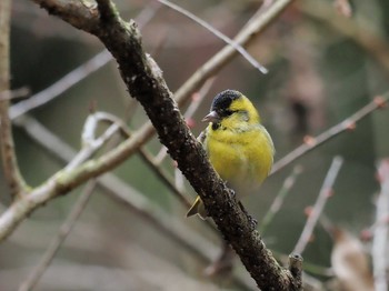 マヒワ 東高根森林公園 2021年1月28日(木)