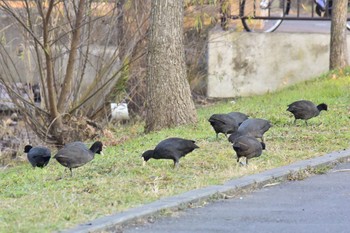 Eurasian Coot Mizumoto Park Sun, 12/18/2016