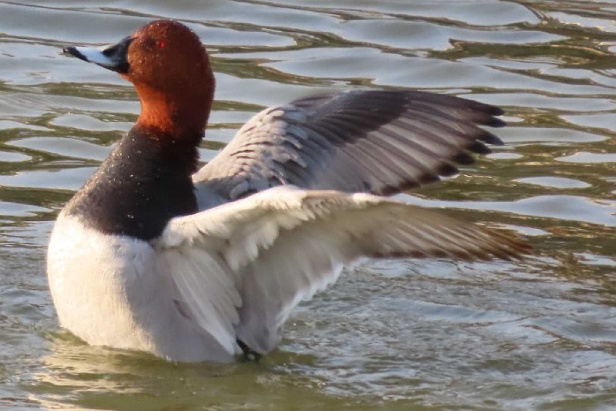 Photo of Common Pochard at 岡山烏城公園 by タケ