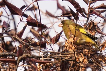 Grey-capped Greenfinch 武庫川 Sat, 1/16/2021