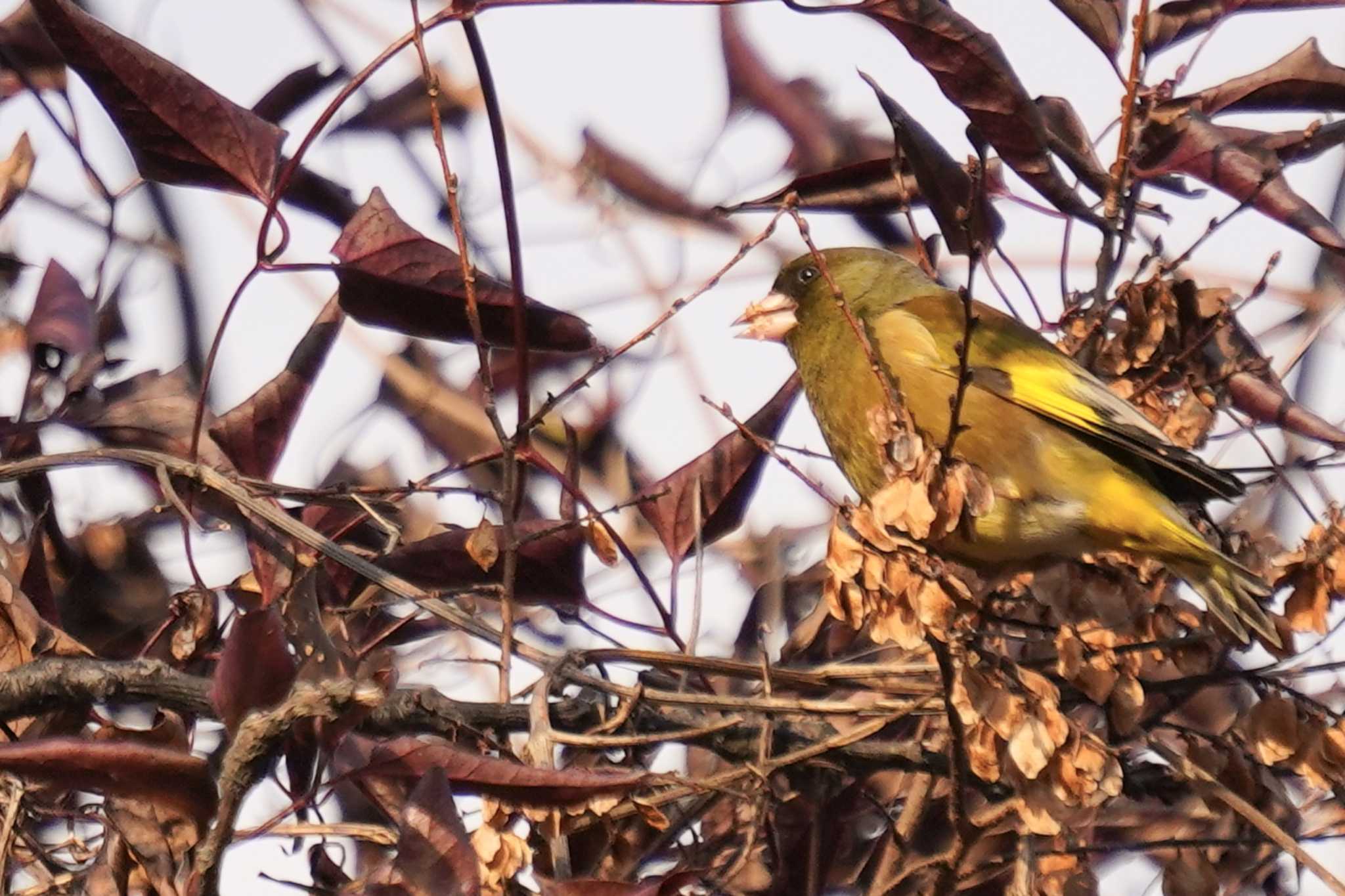 Photo of Grey-capped Greenfinch at 武庫川 by nearco