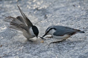 Eurasian Nuthatch 苫小牧 Thu, 1/28/2021