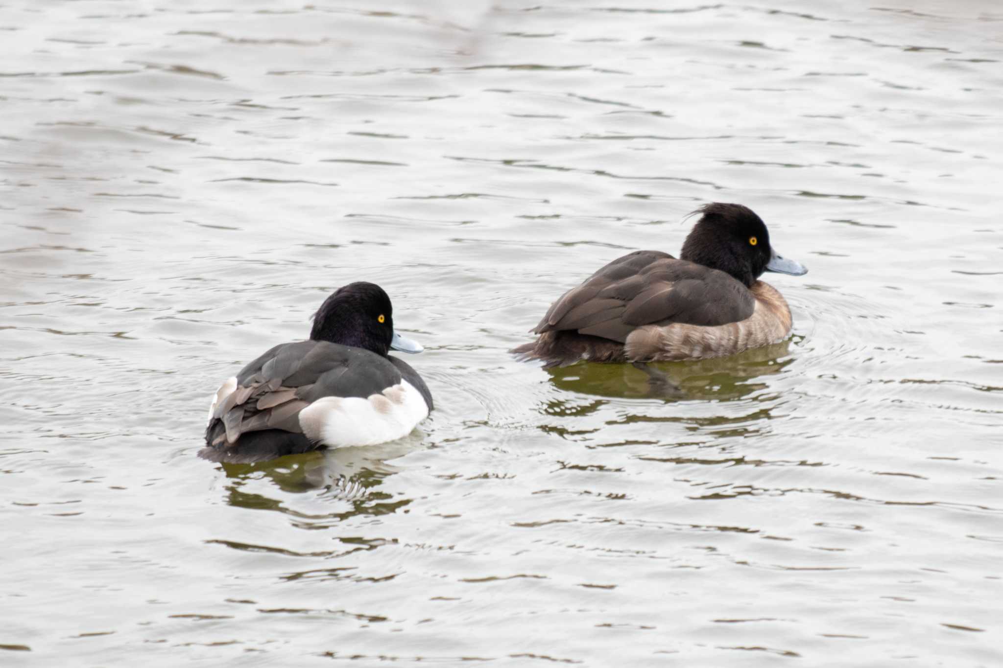 Tufted Duck