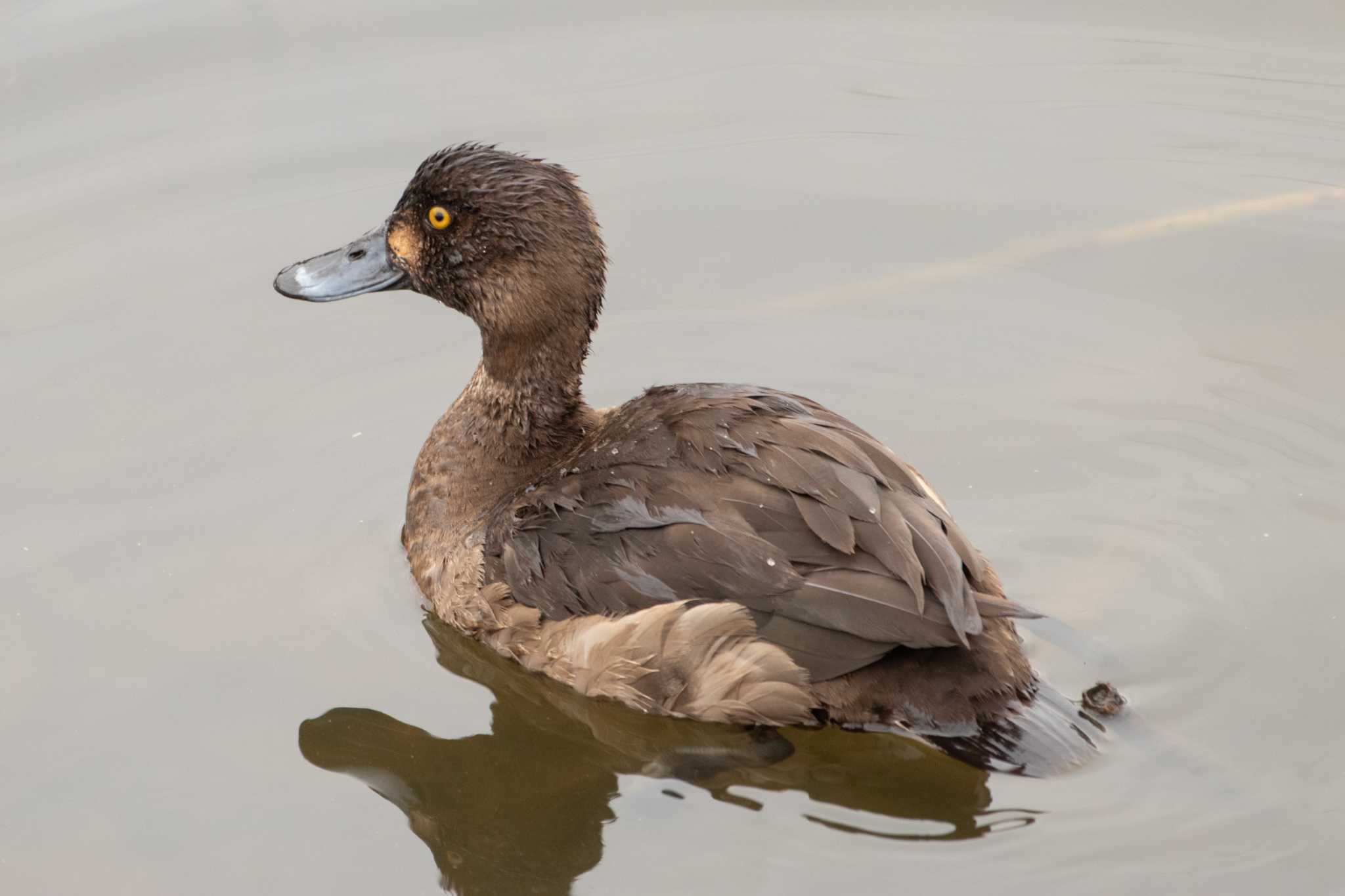 Tufted Duck