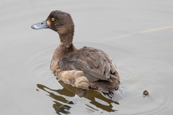 Thu, 1/28/2021 Birding report at 二ツ池公園