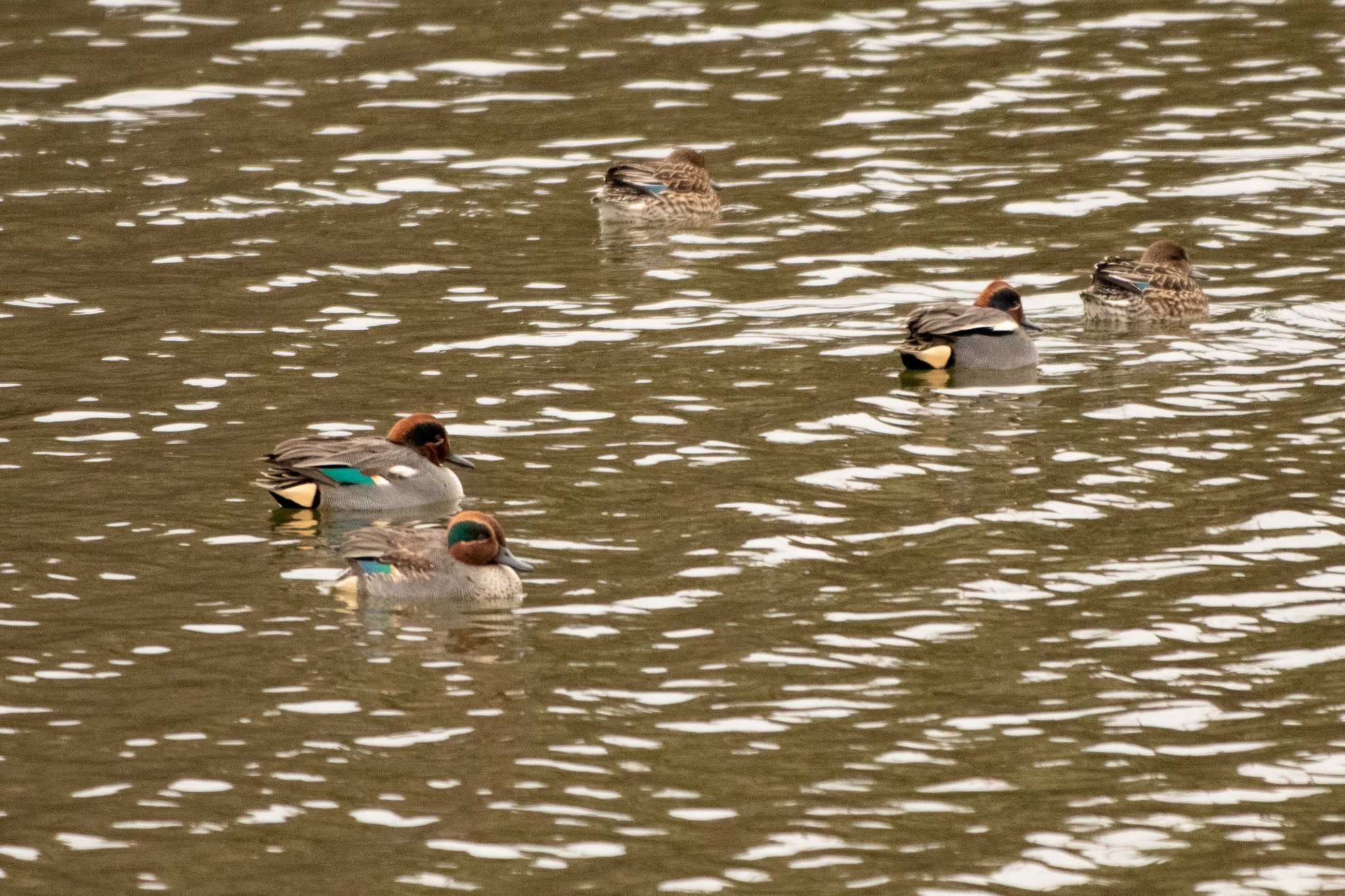 Eurasian Teal