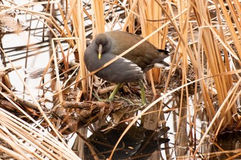 バン 二ツ池公園 2021年1月28日(木)