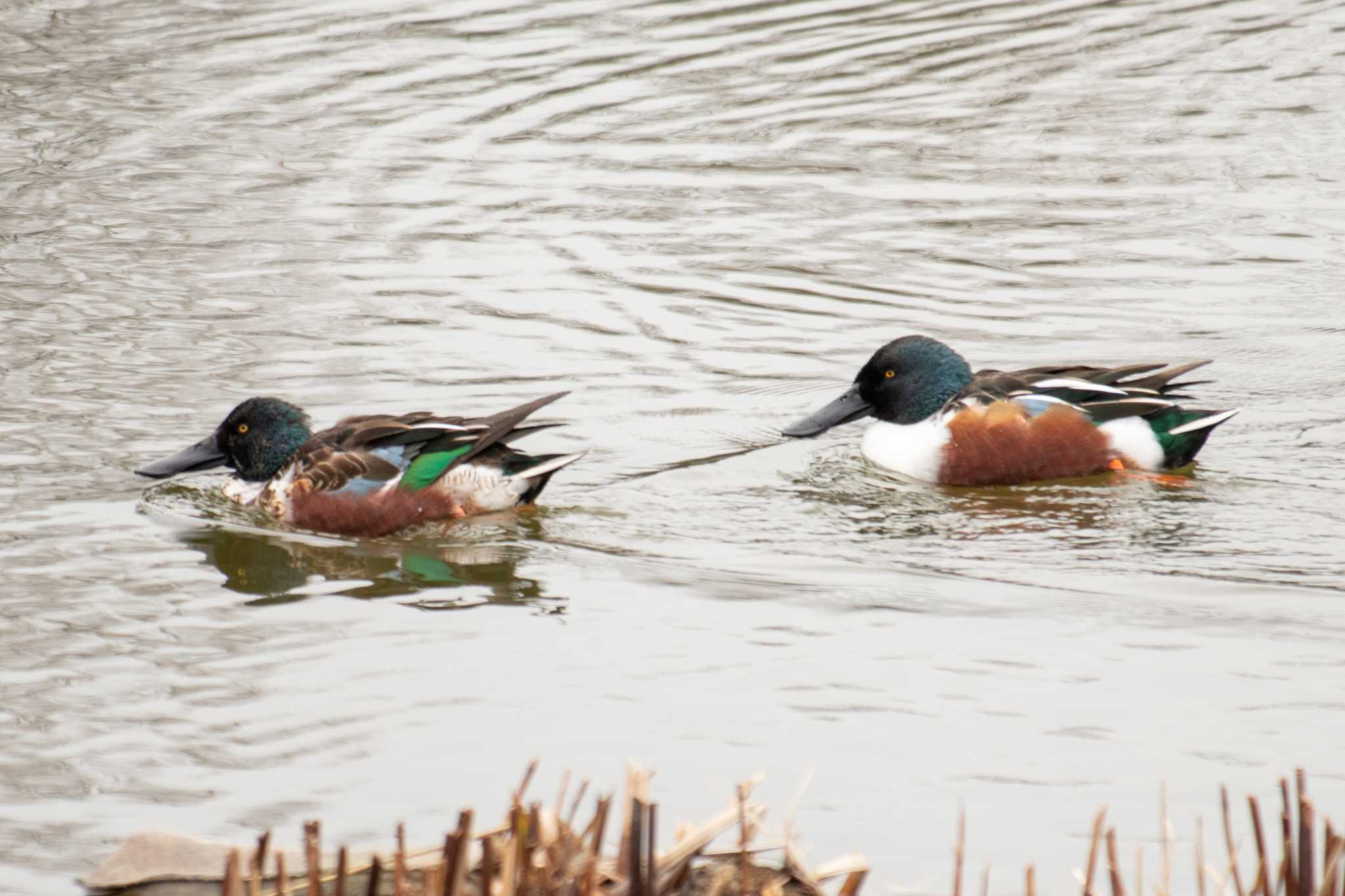 Northern Shoveler