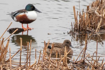 Falcated Duck 二ツ池公園 Thu, 1/28/2021