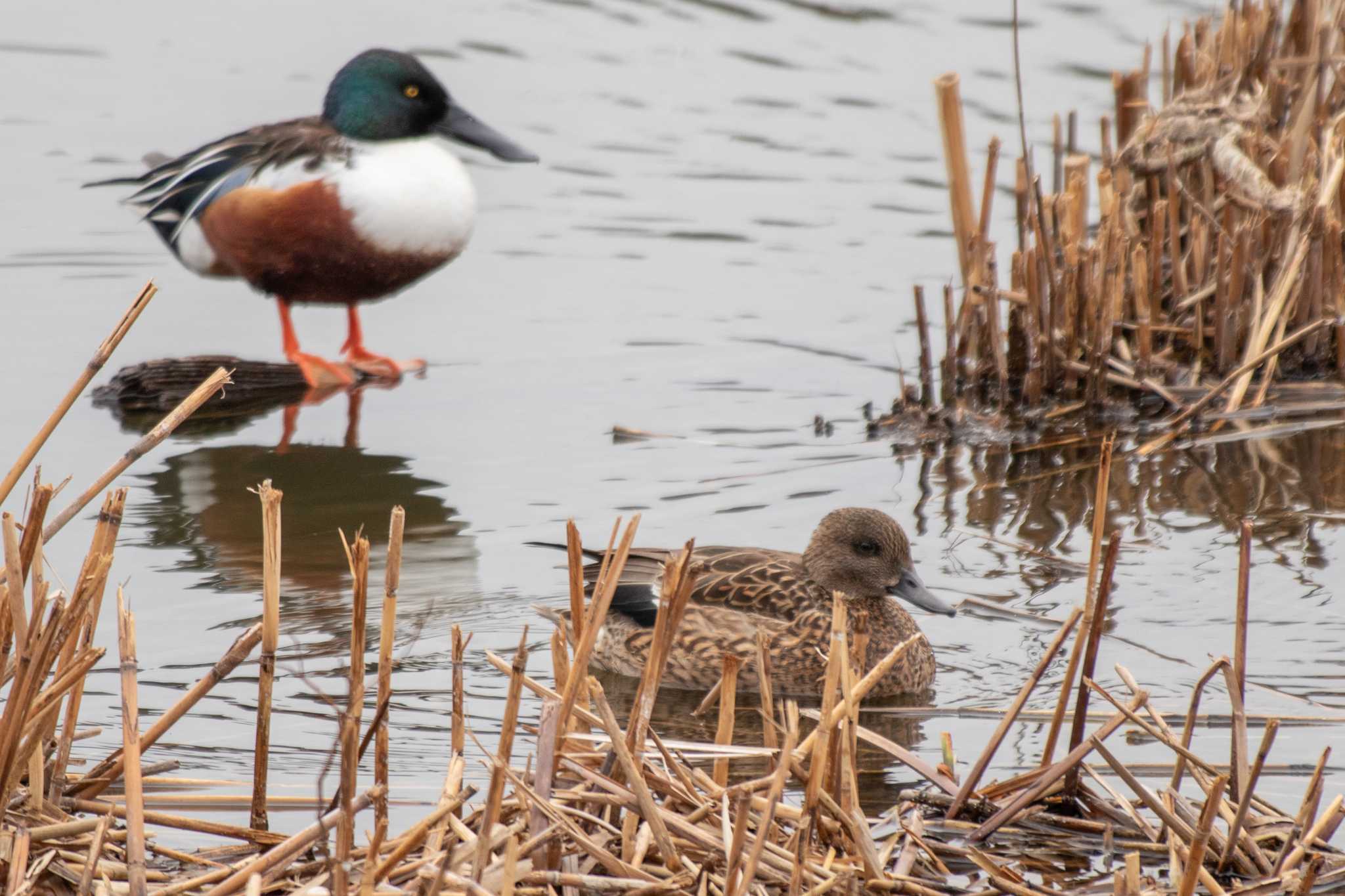 Falcated Duck