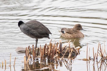 Falcated Duck 二ツ池公園 Thu, 1/28/2021