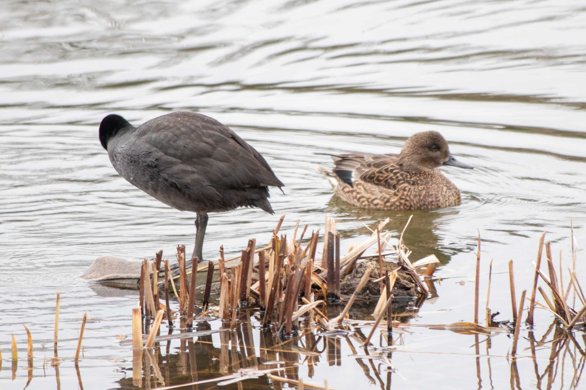 Falcated Duck