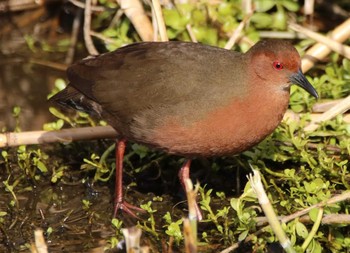 2021年1月26日(火) なぎさの池の野鳥観察記録