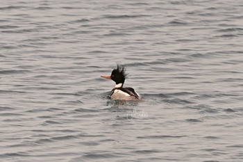 ウミアイサ 北海道瀬棚港 2021年1月28日(木)