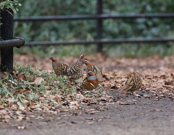 Chinese Bamboo Partridge 横浜市 Thu, 1/28/2021