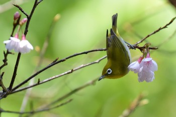 Japanese White-eye(loochooensis) 名護市 Thu, 1/28/2021