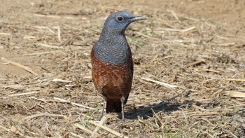 2021年1月28日(木) 芝川の野鳥観察記録