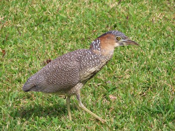 2021年1月28日(木) 石垣島の野鳥観察記録